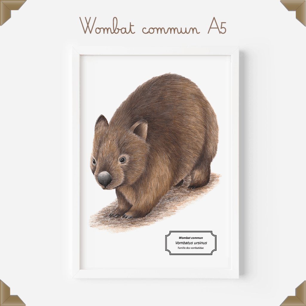 Affiche naturaliste wombat
