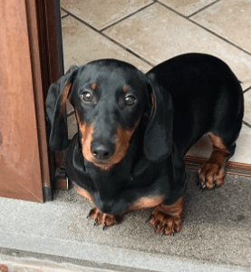 galets peints chiens – Image 3