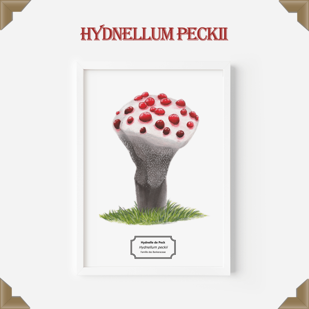 Affiche naturaliste hydnellum peckii