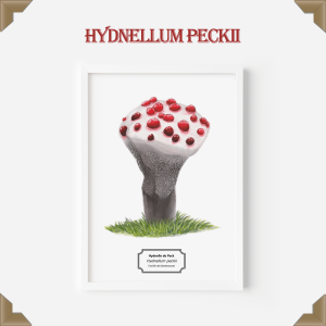 Affiche naturaliste hydnellum peckii
