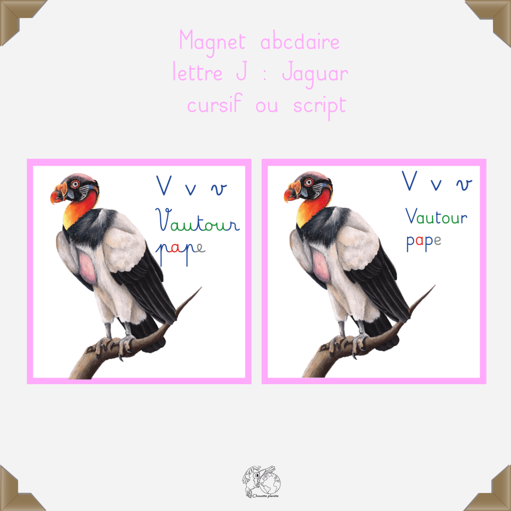 Magnet vautour pape