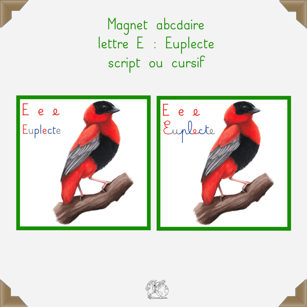 Magnet euplecte