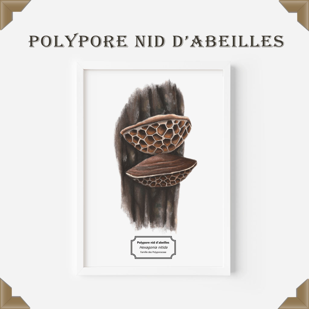 Affiche naturaliste polypore nid d'abeille