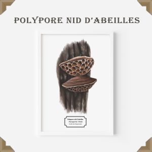 Affiche naturaliste polypore nid d'abeille
