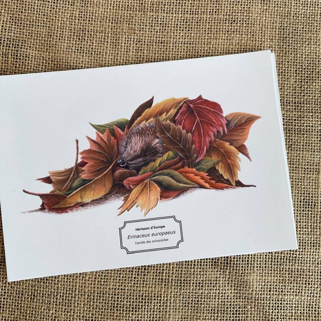 affiche naturaliste d'un hérisson se cachant dans un tas de feuilles.