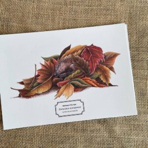 affiche naturaliste d'un hérisson se cachant dans un tas de feuilles.