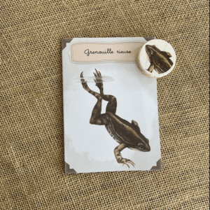 Kit éducatif, la grenouille rieuse