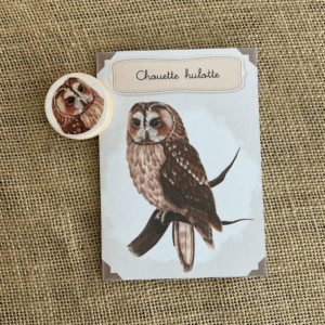 Kit éducatif, la chouette hulotte